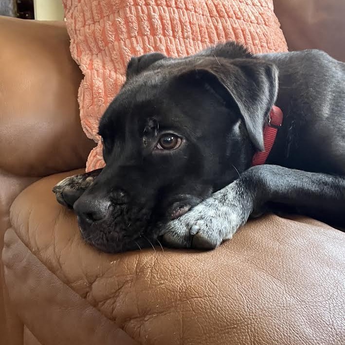 Zenith — thumbnail 3