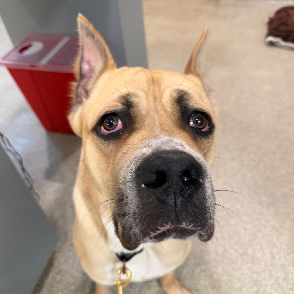 ARES - Mixed Breed (Large) available for adoption