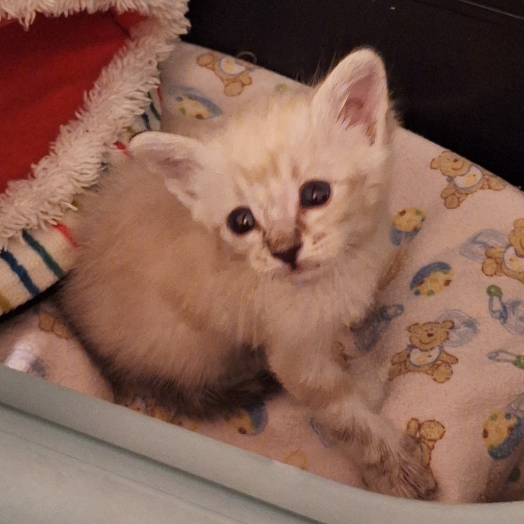 YODA - Siamese available for adoption