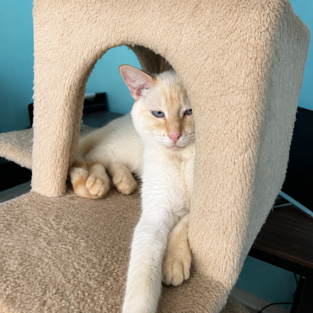 SIMON - Siamese available for adoption