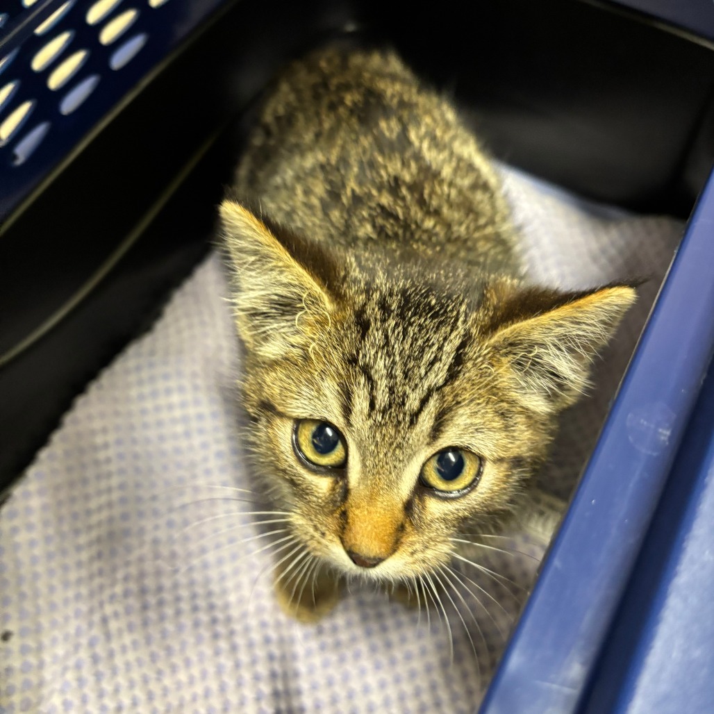STRAY KITTEN "Hoodie", photo 2