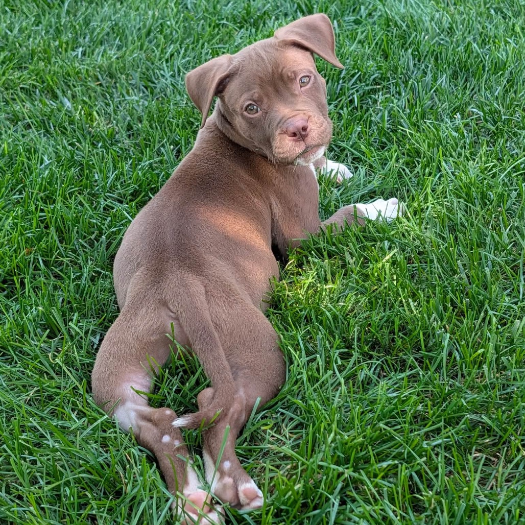LEMMING - Mixed Breed (Medium) available for adoption