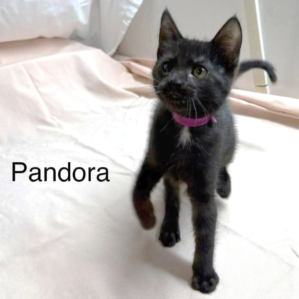Pandora