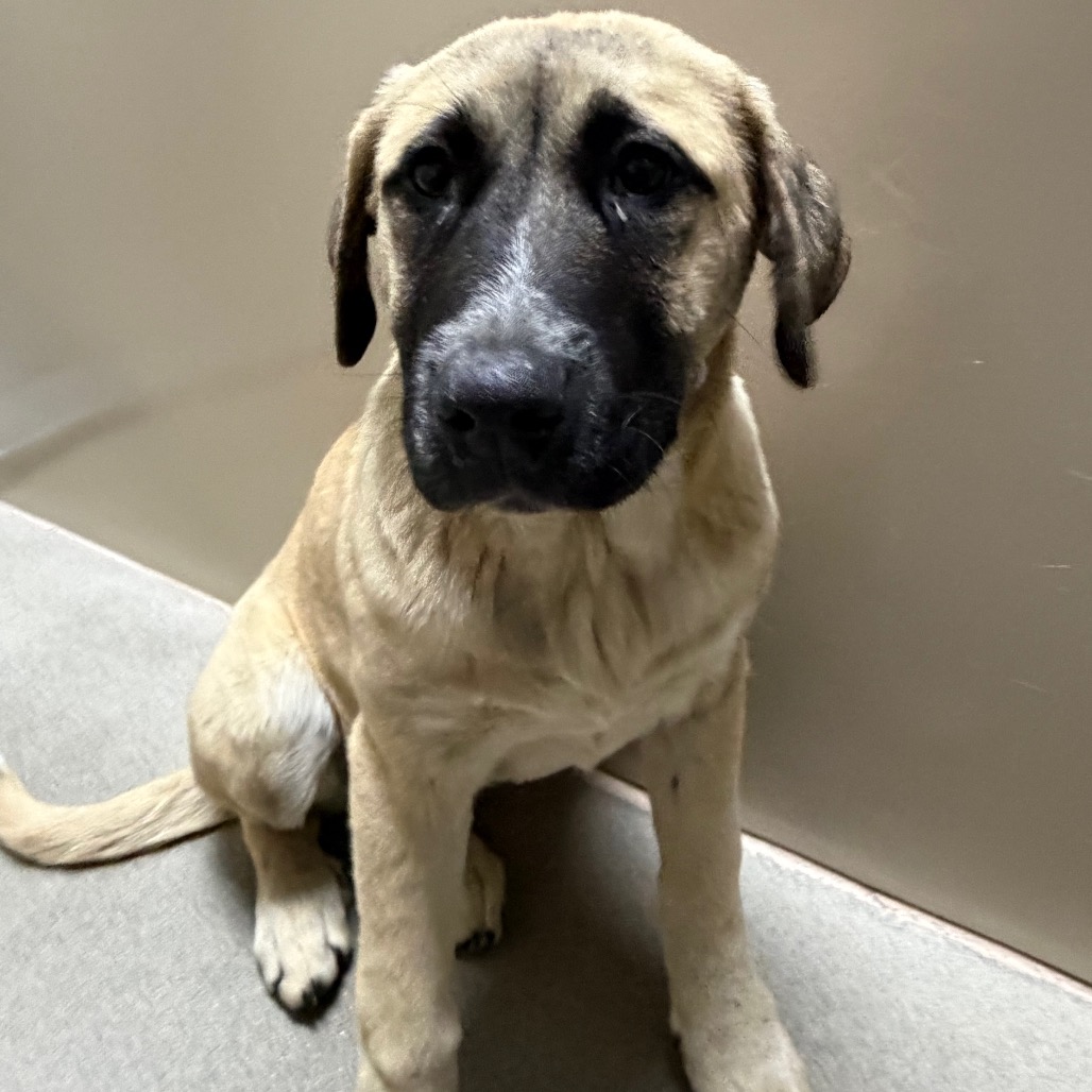 Kennel#29a Mochi's preview photo