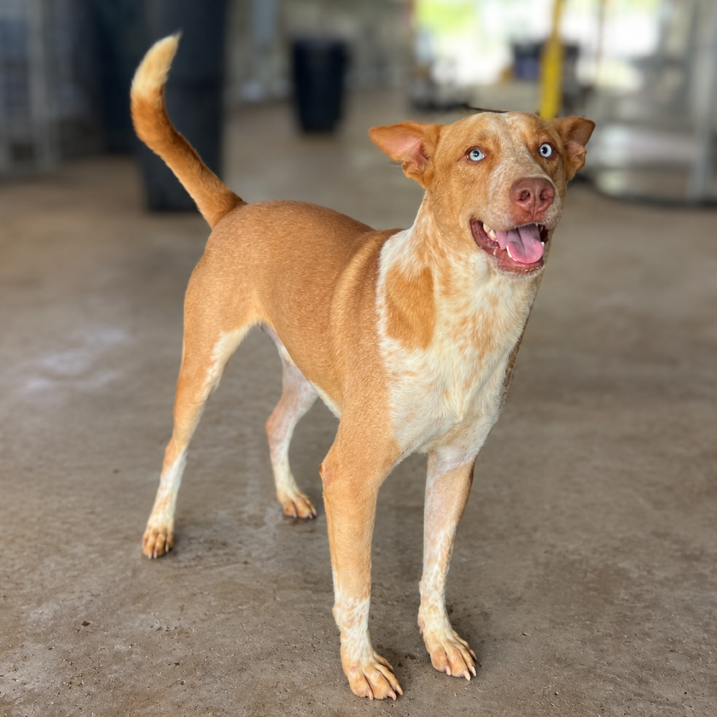 BUBBLE - Shepherd / Mix available for adoption