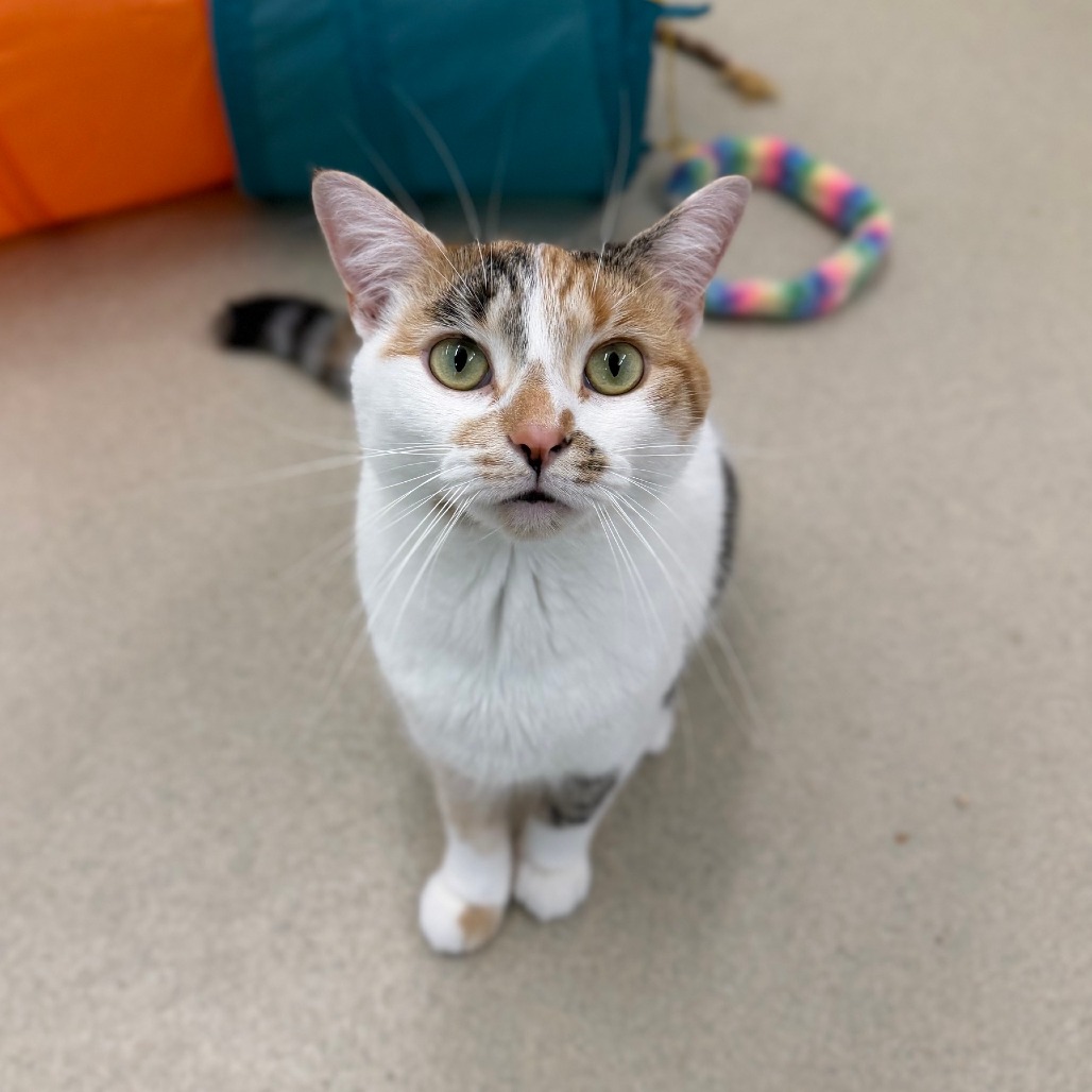 TULIP - Domestic Shorthair available for adoption