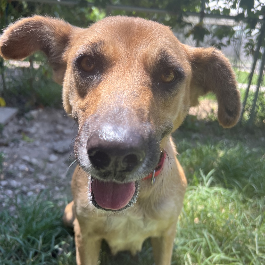 Hazel, photo 5