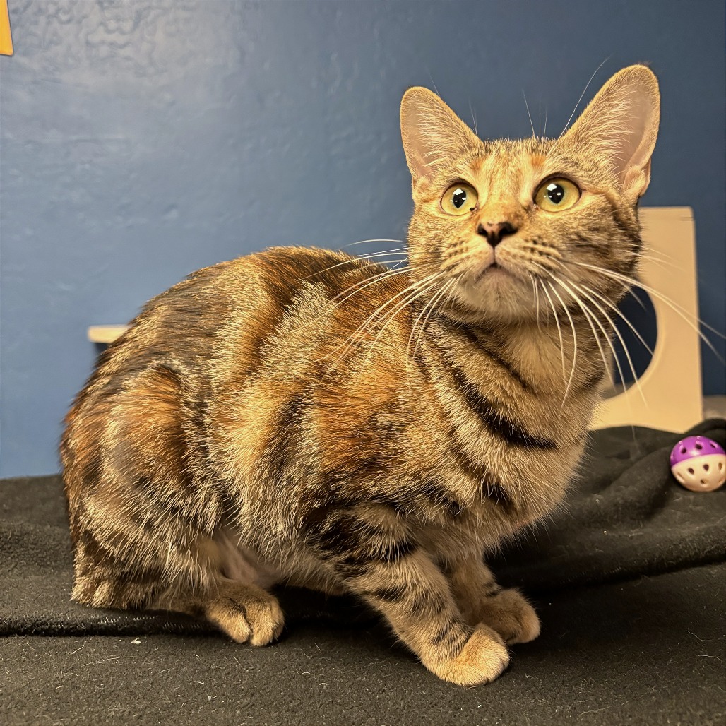 CAMI - Domestic Shorthair available for adoption