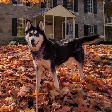 Koda, photo 8