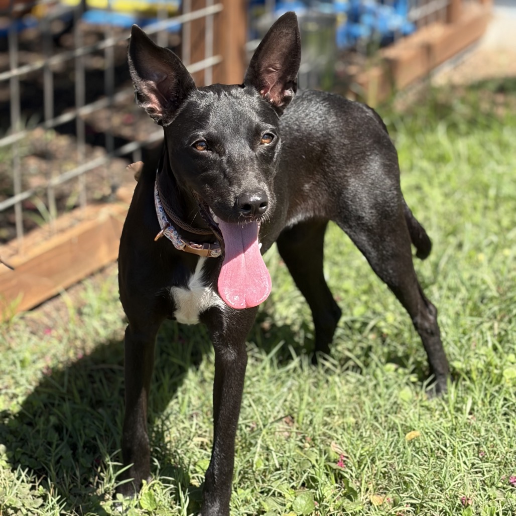 Lady 26-06-178, photo 5