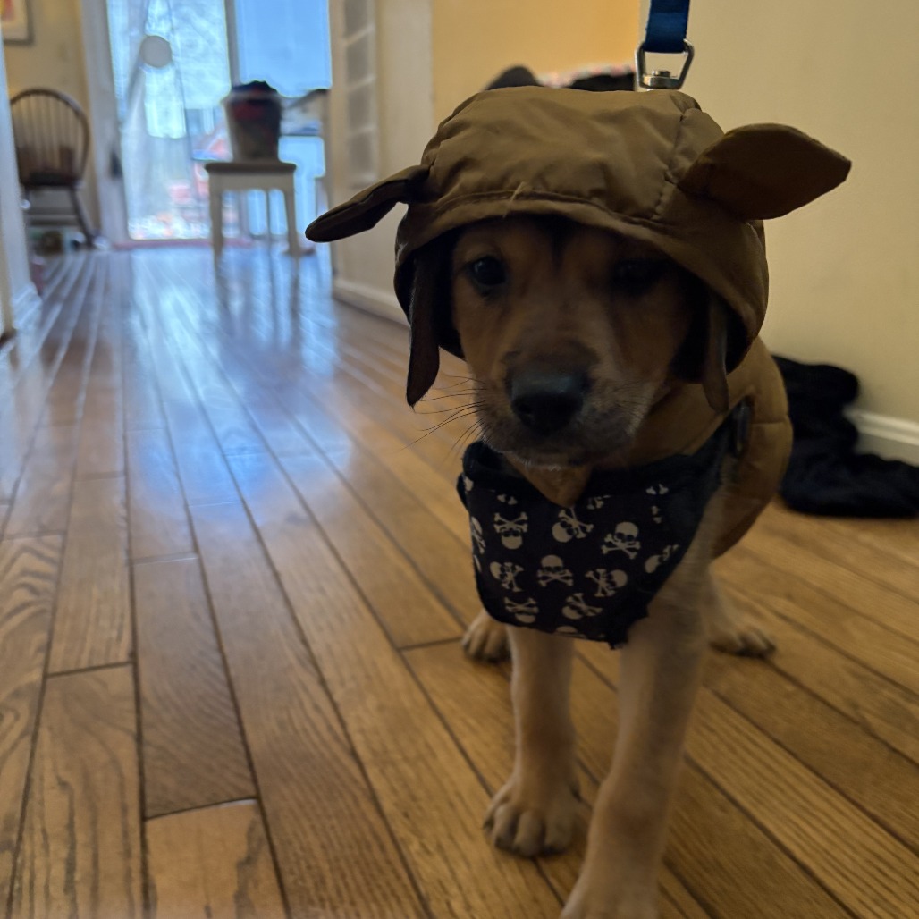 Indie — thumbnail 5