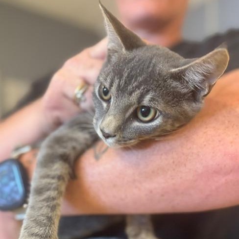 YUKI - Domestic Shorthair available for adoption