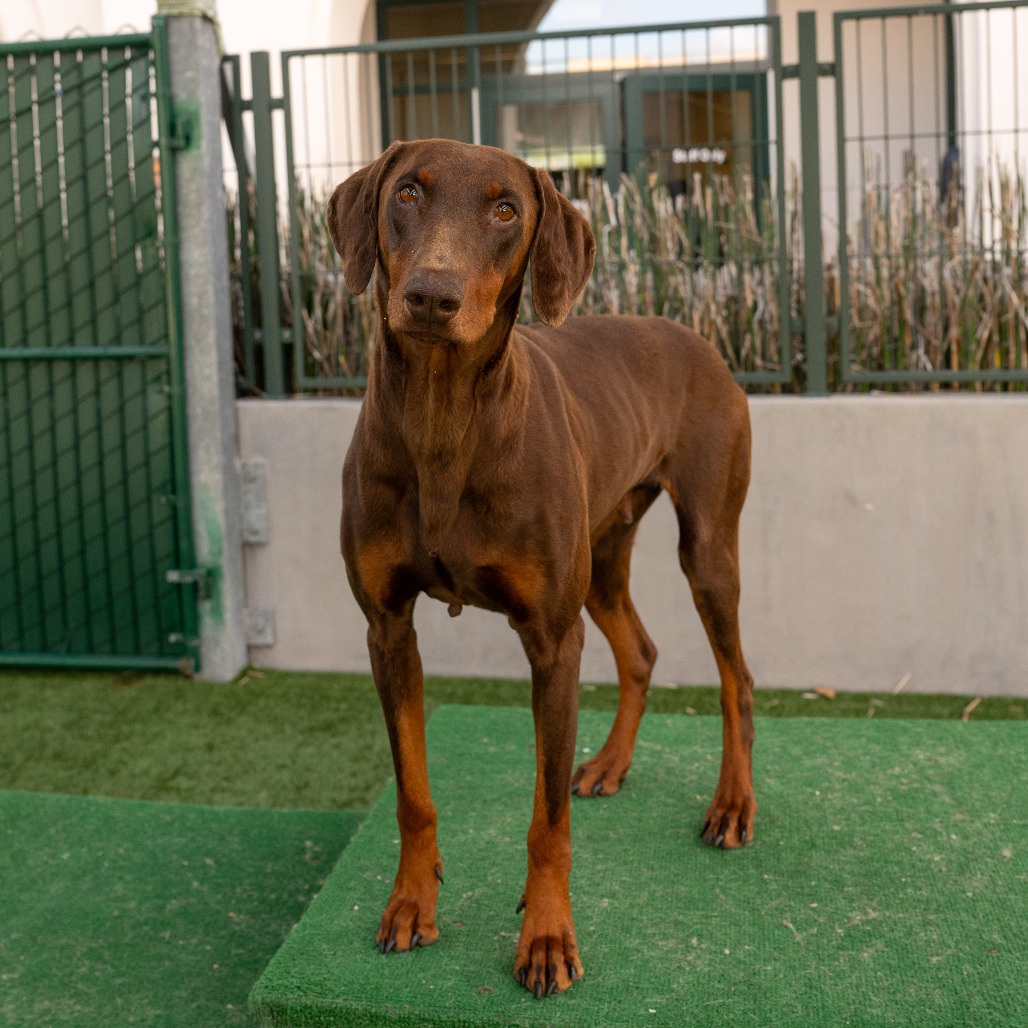 Doberman Pinscher