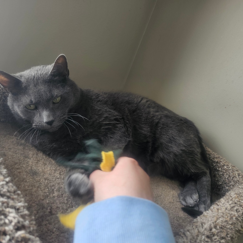 Bronson — thumbnail 2