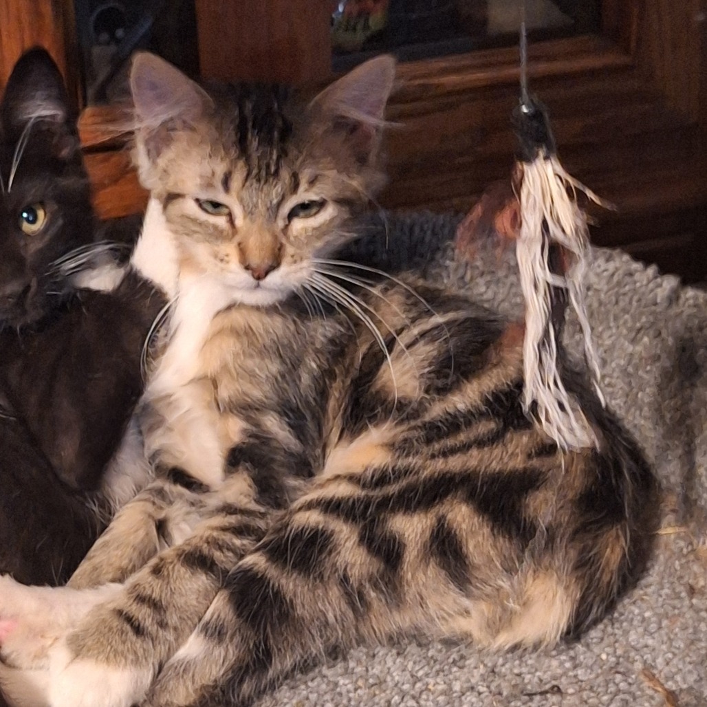 APPLE JACK - Domestic Medium Hair available for adoption