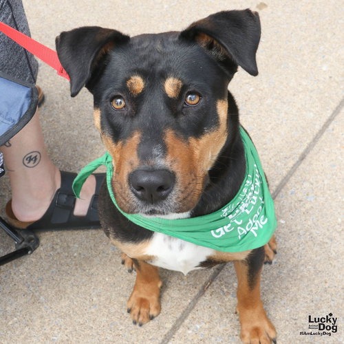LOTTIE - Shepherd / Mix available for adoption