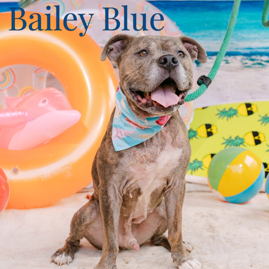 Bailey Blue, photo 2