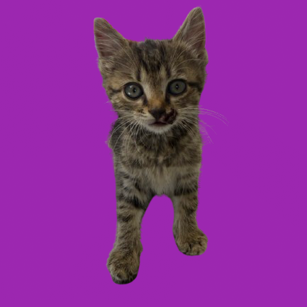  Photo of TUSC-Stray-82259