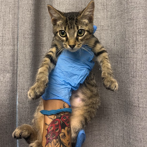 FAY - Domestic Shorthair / Mix available for adoption