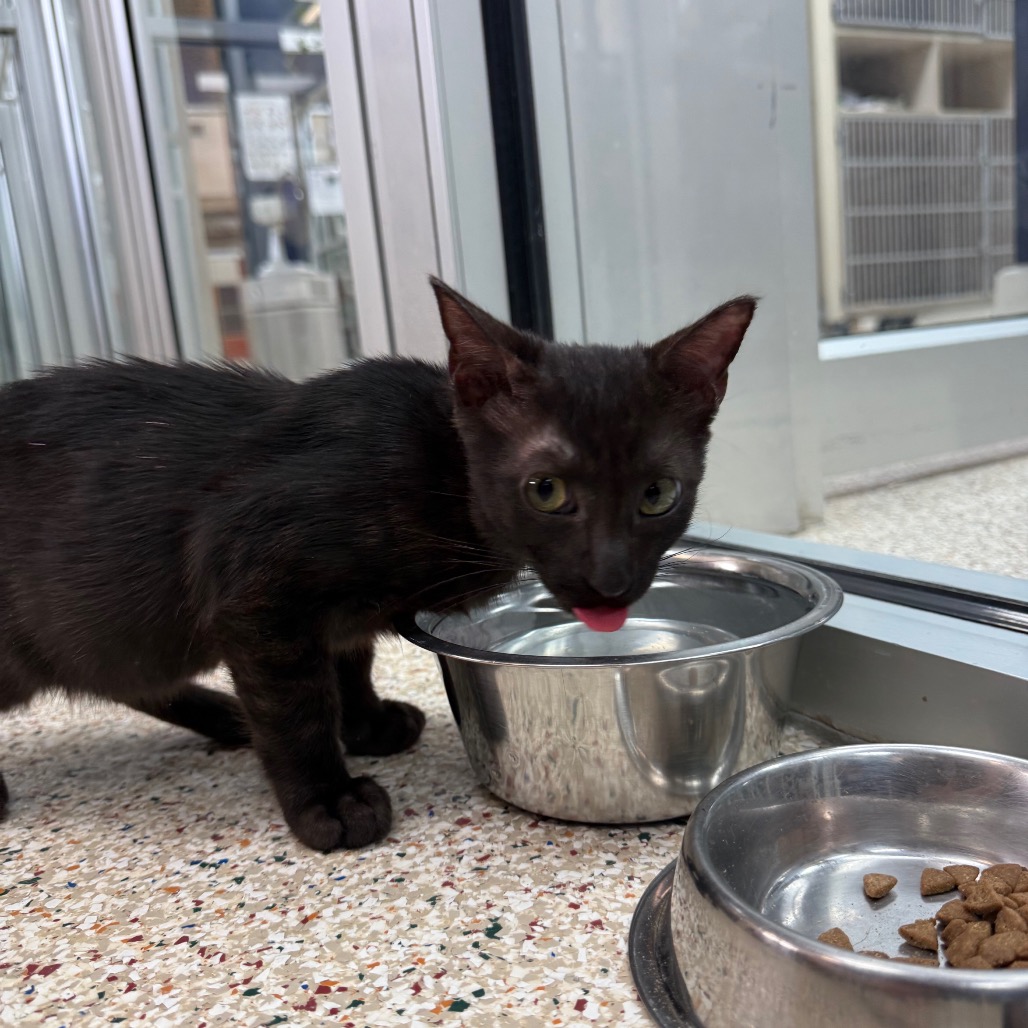 ALOHA (661113) - Domestic Shorthair available for adoption