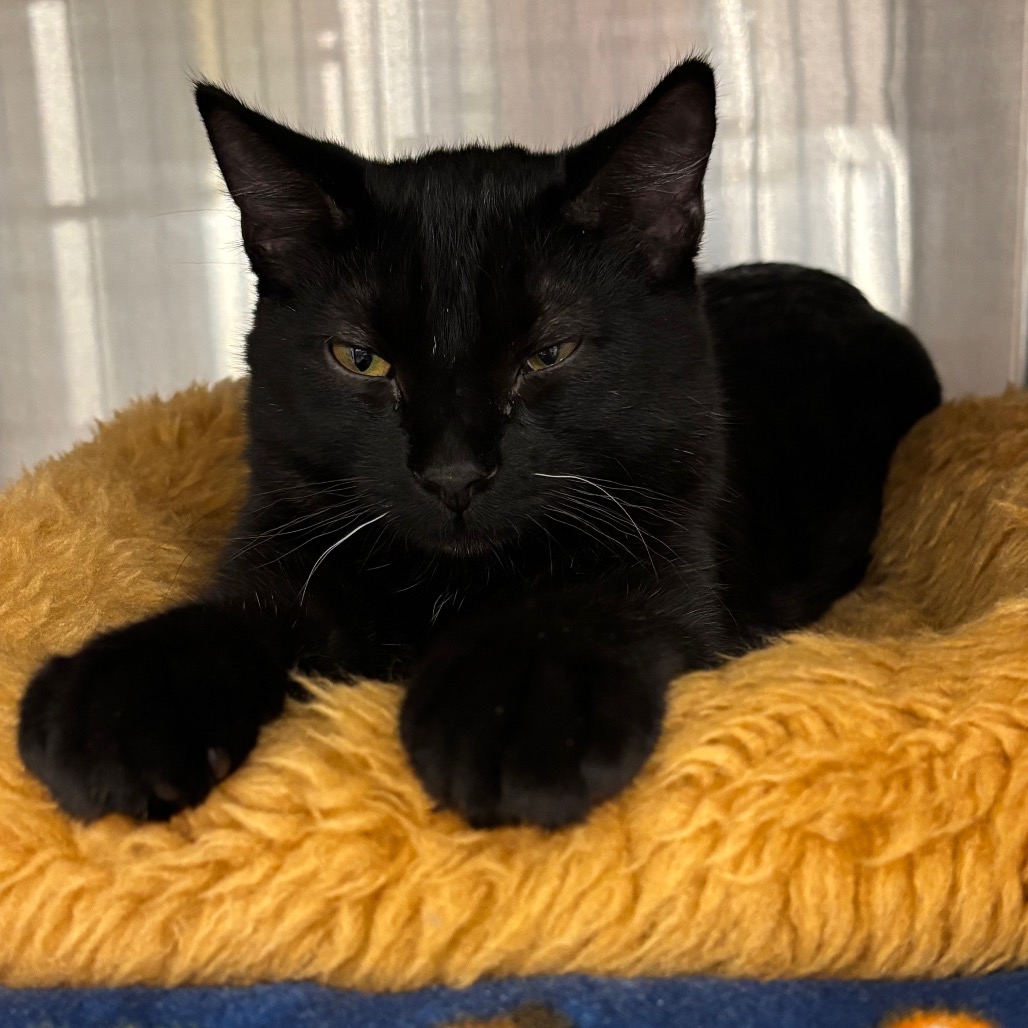 BLACKJACK- AT PETSMART MADISON EAST - Domestic Shorthair available for adoption