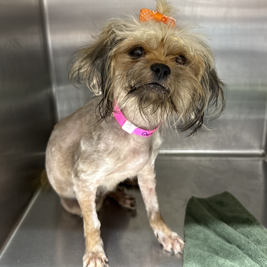 QUEENIE - Shih Tzu / Mix available for adoption