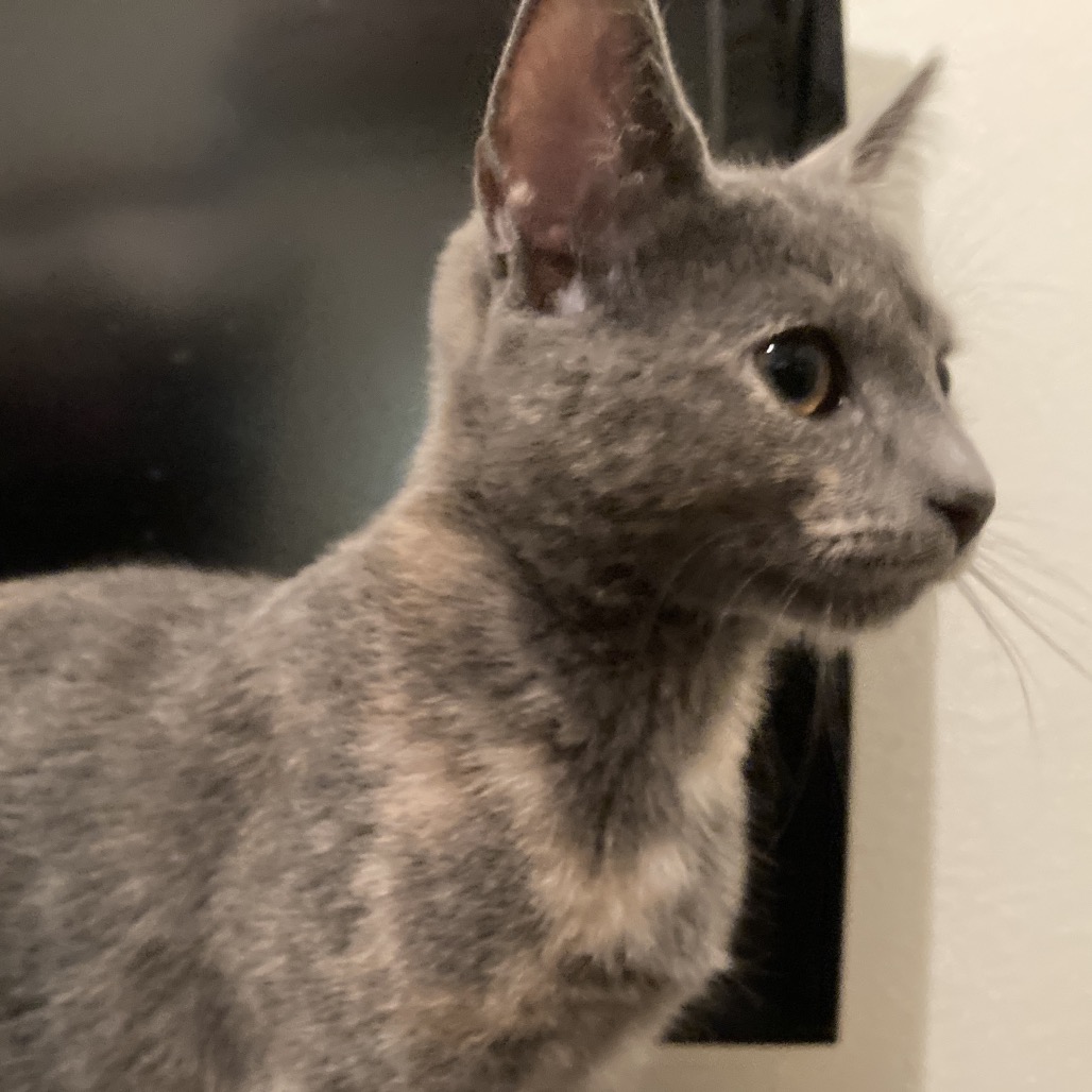 Cinderella (aka Itty Bitty) — thumbnail 4