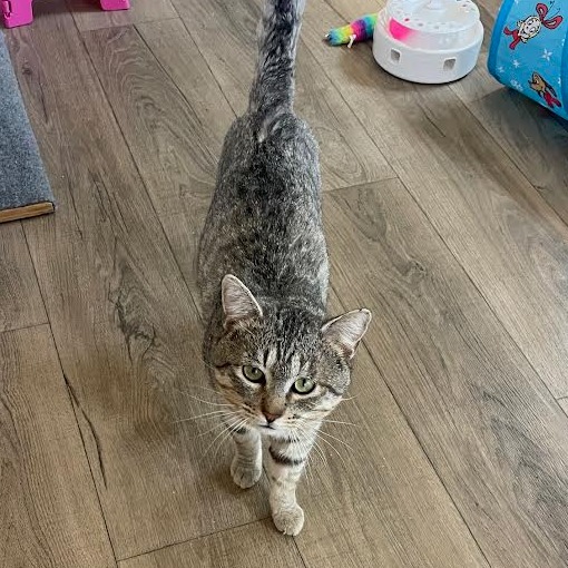 Rajah — thumbnail 4