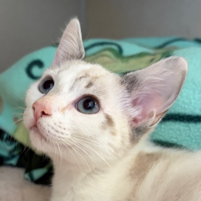 Taz - Domestic Shorthair
