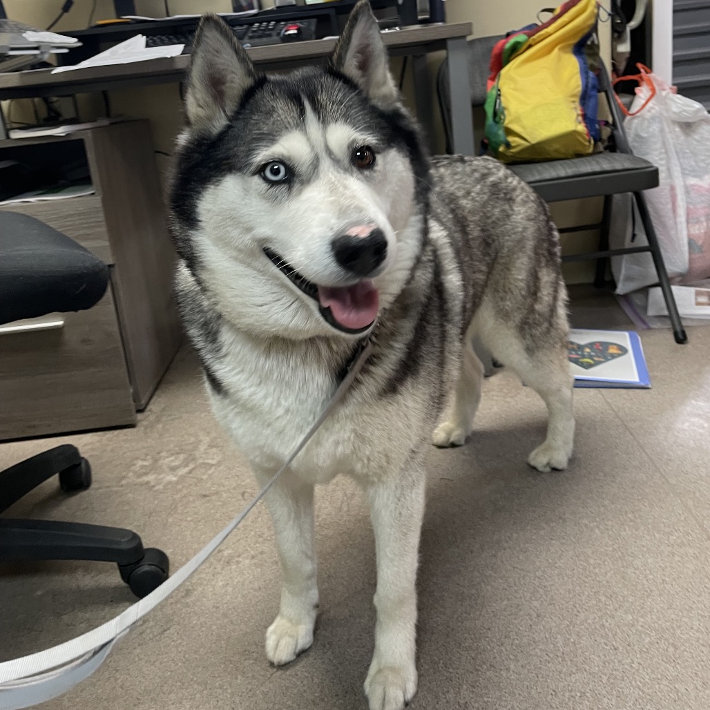 Siberian Husky