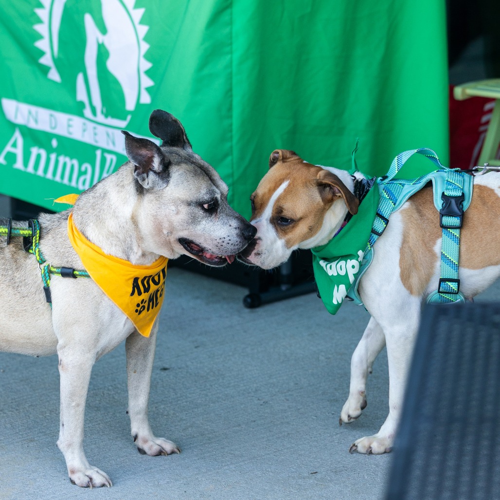 Amelia — thumbnail 9