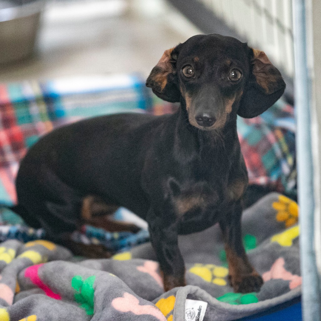 LUCY (S26-01) - Dachshund / Miniature Smooth Haired available for adoption
