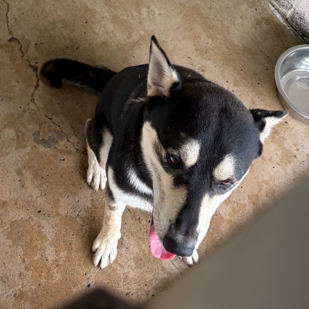 CARMELO - Shepherd / Husky available for adoption