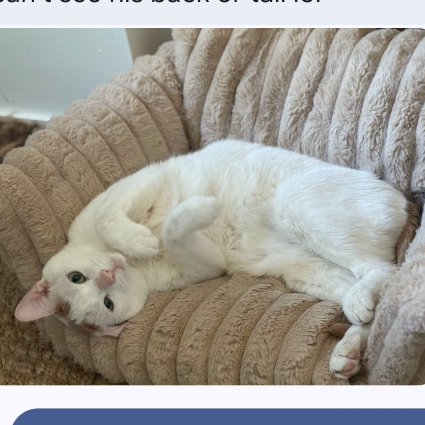 Steve Ames -so sweet, an adoptable cat