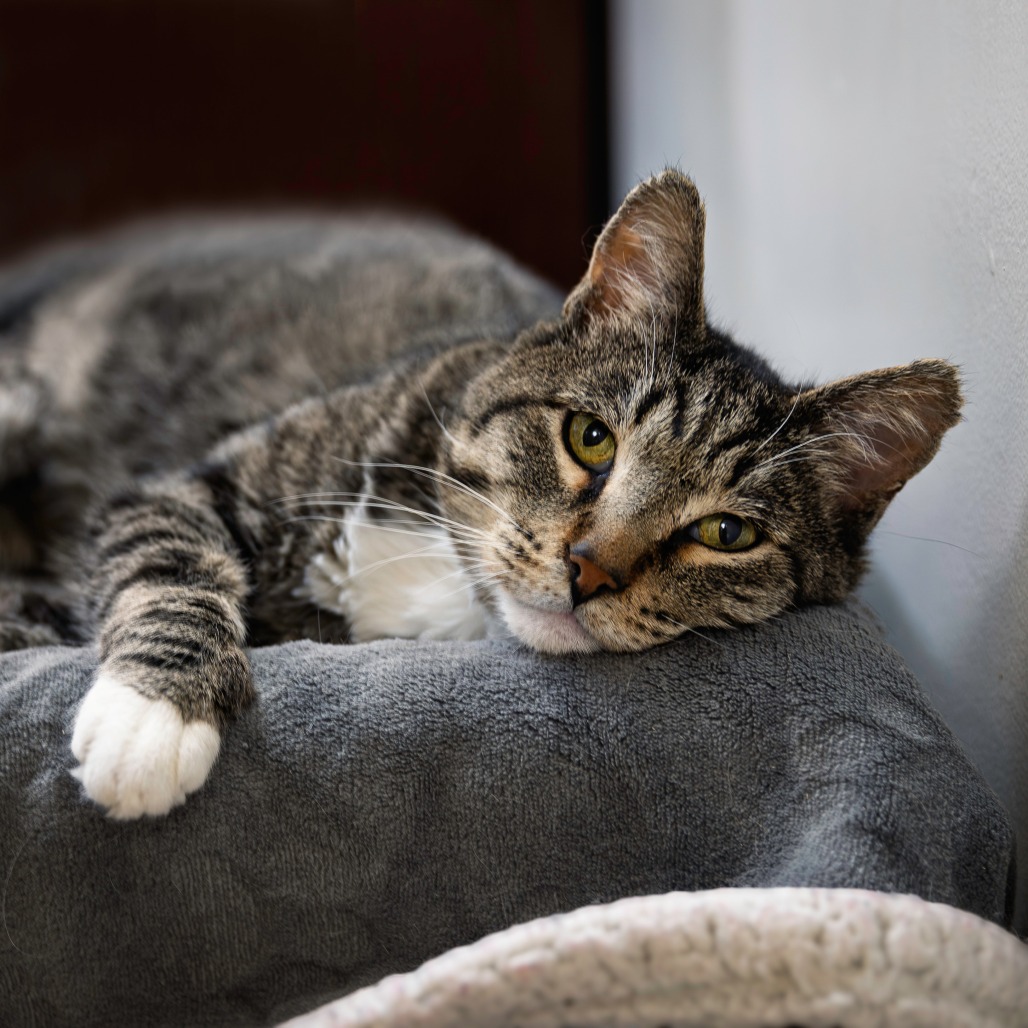 REGIS - Domestic Shorthair available for adoption