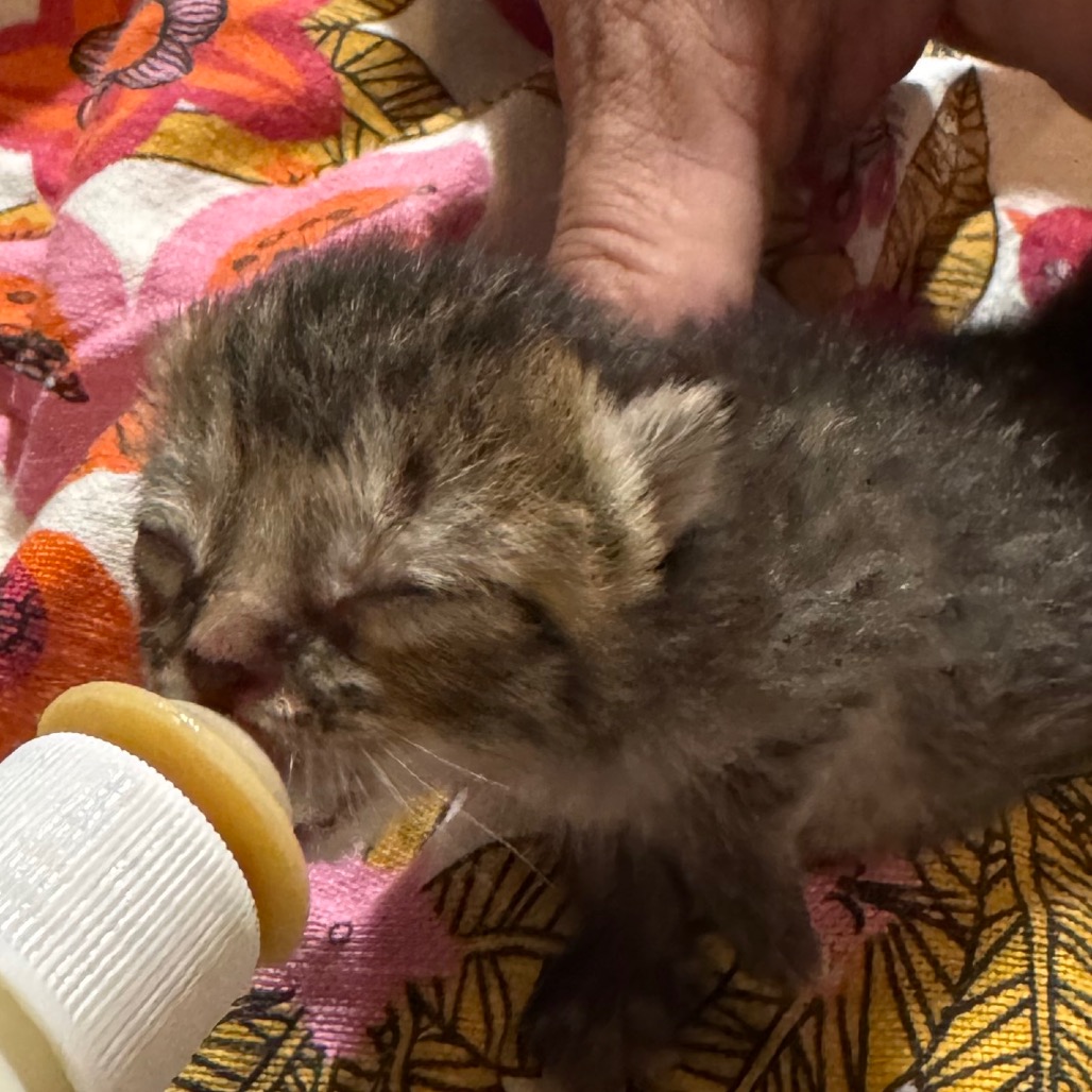 PLUM PUDDIN - Domestic Shorthair available for adoption
