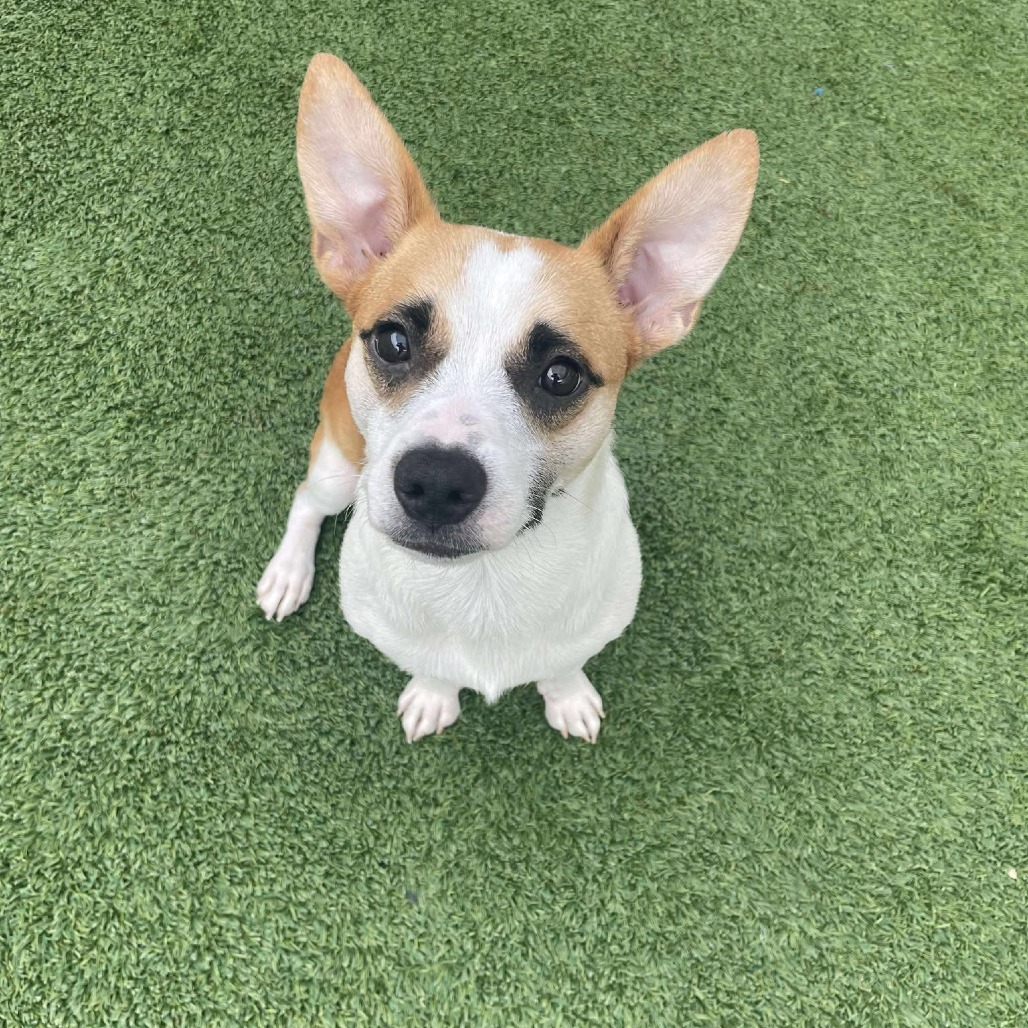 Butters