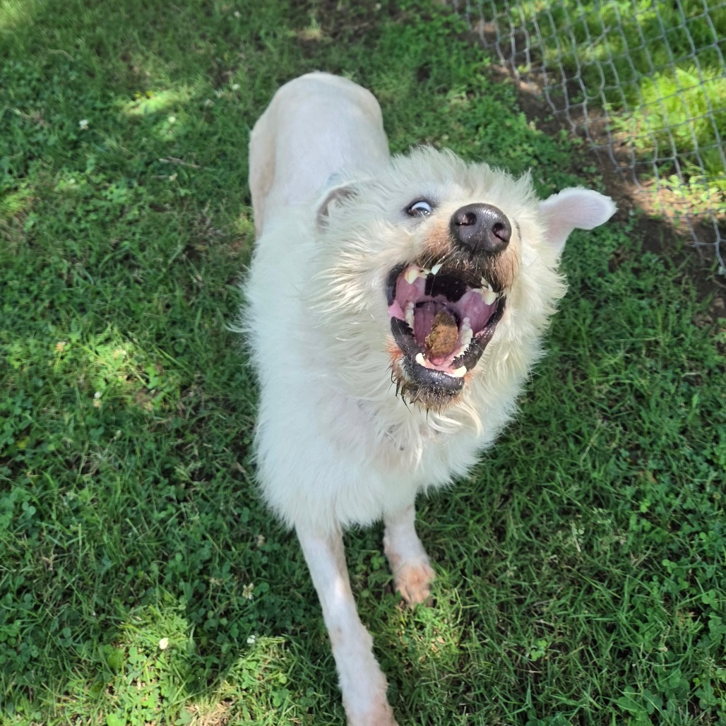 Shaggy photo 28