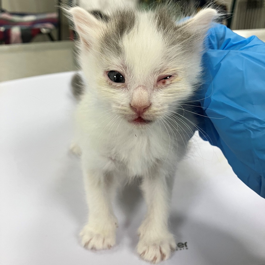 CALYPSO - Domestic Medium Hair available for adoption