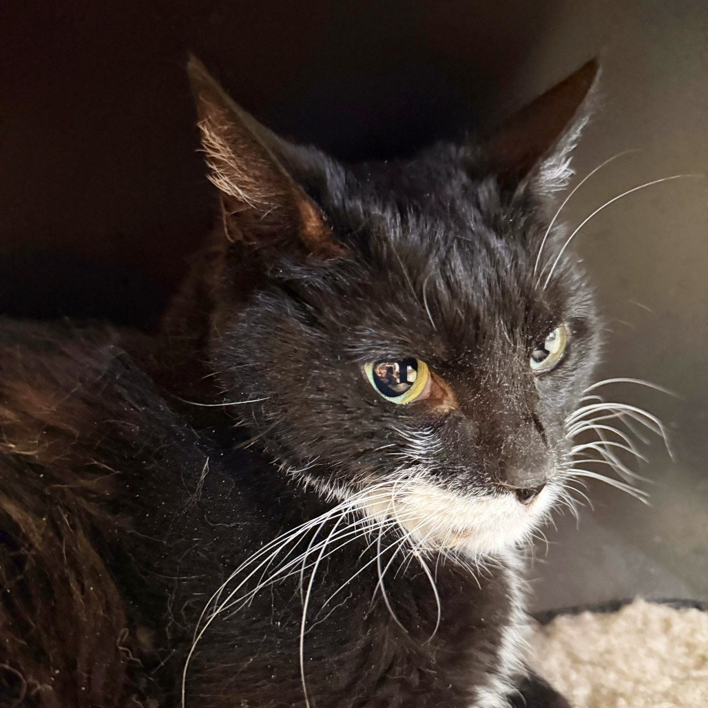 PALOMA - Domestic Shorthair available for adoption