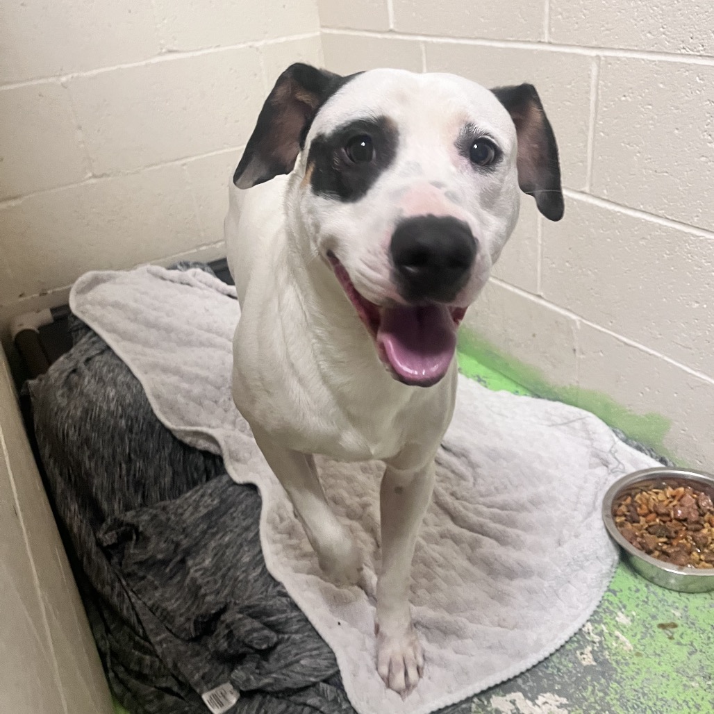 Maxx — thumbnail 2