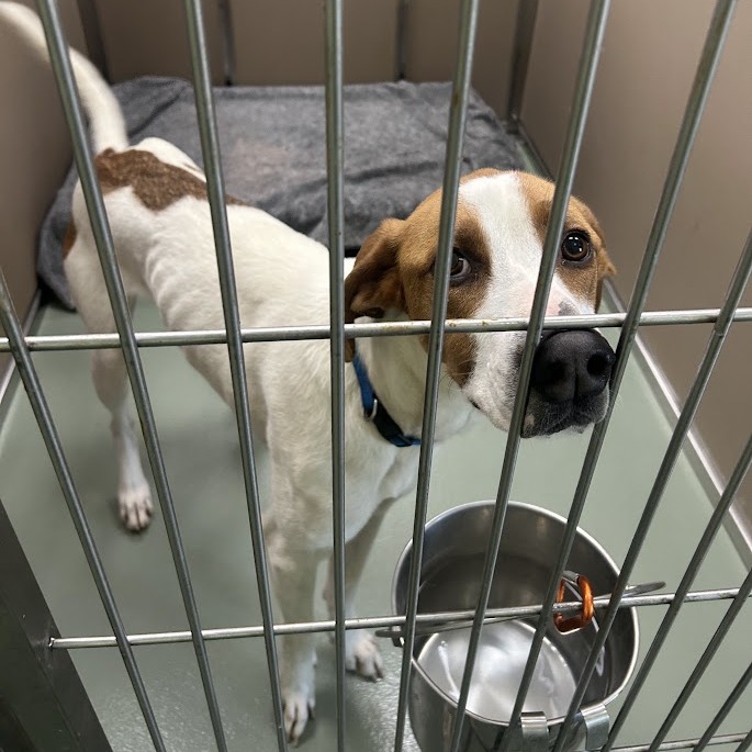 Bullet — thumbnail 2