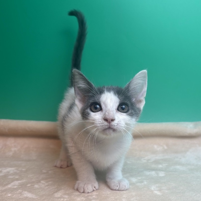 HUCKLEBERRY PIE - Domestic Shorthair available for adoption