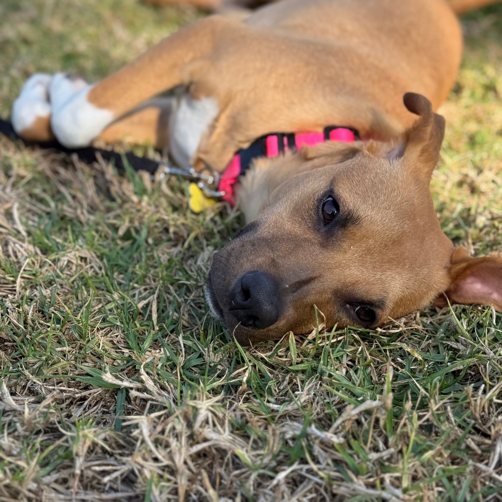 Lily, photo 4