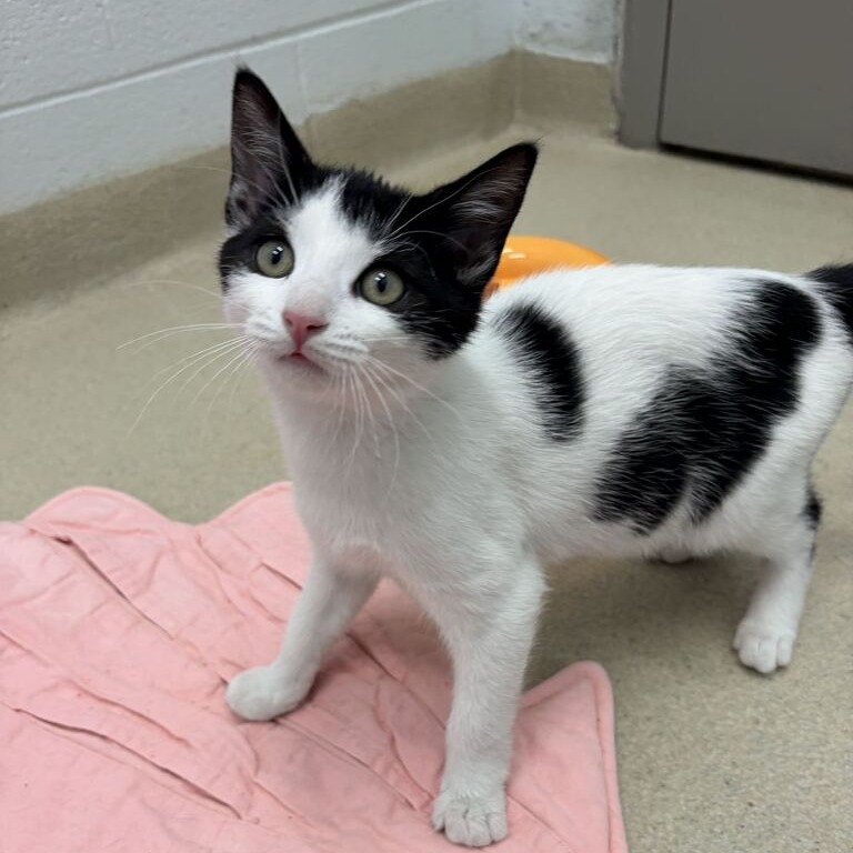 IGNATIUS - Domestic Shorthair available for adoption