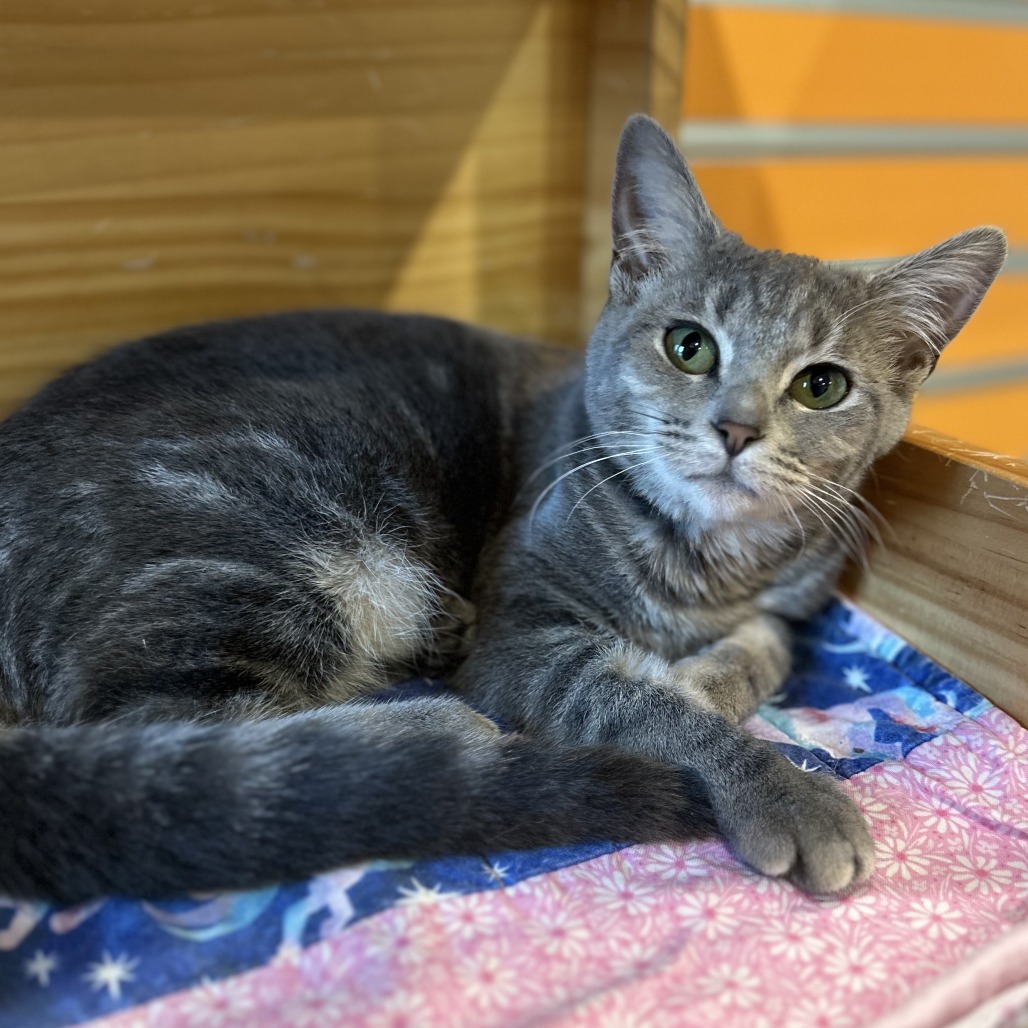 GREYHOUND - Domestic Shorthair available for adoption
