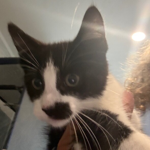 ANNA - Domestic Shorthair / Mix available for adoption
