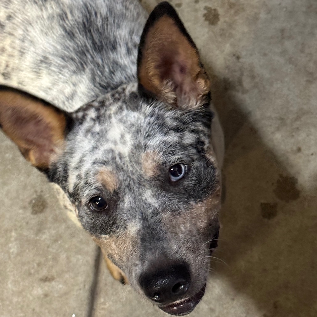 American Blue Heeler
