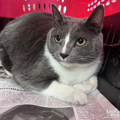 GRAHAM - Domestic Shorthair available for adoption