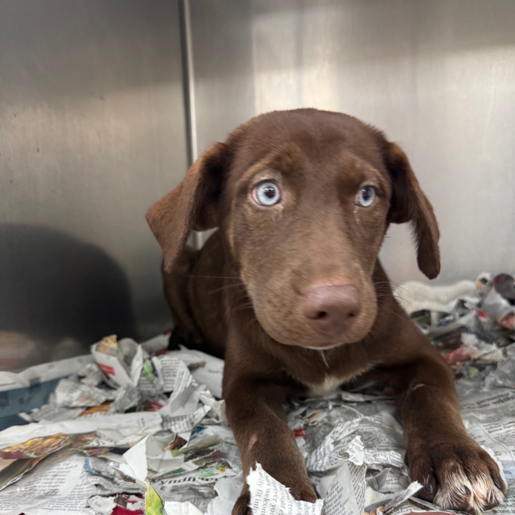 ARIEL - Retriever, Labrador / Husky available for adoption